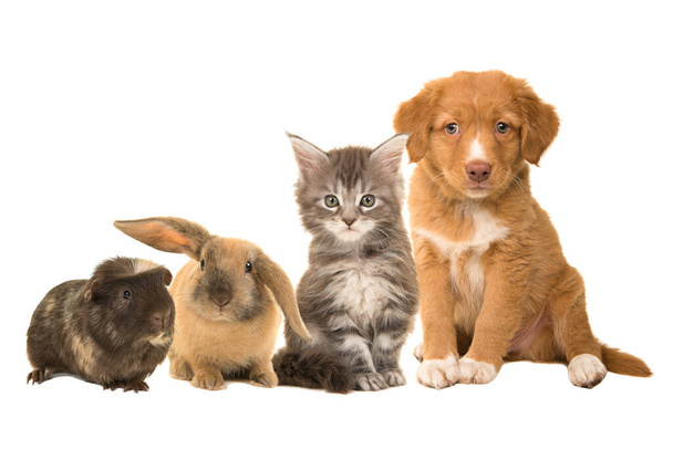 Ομάδα από διαφορετικά κατοικίδια ζώα, ένα κουτάβι, γατάκι, κουνέλι και ένα ινδικό χοιρίδιο - Φωτογραφία, εικόνα