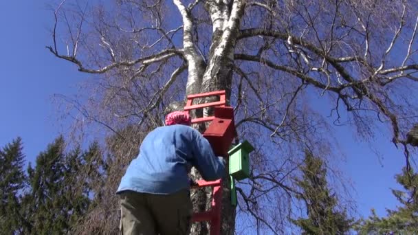 Gardener hammering new bird house nesting-box on birch tree - Footage, Video