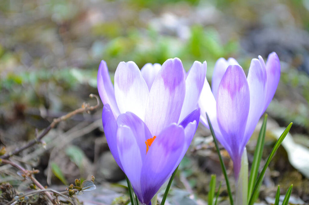 Krokus met paarse bloemblaadjes op wazige achtergrond van groen in de voorjaarstuin. Crocus bloemen close-up. Voorjaarsontwerp in aangelegde tuin. Natuurconcept voor voorjaarsontwerp. - Foto, afbeelding