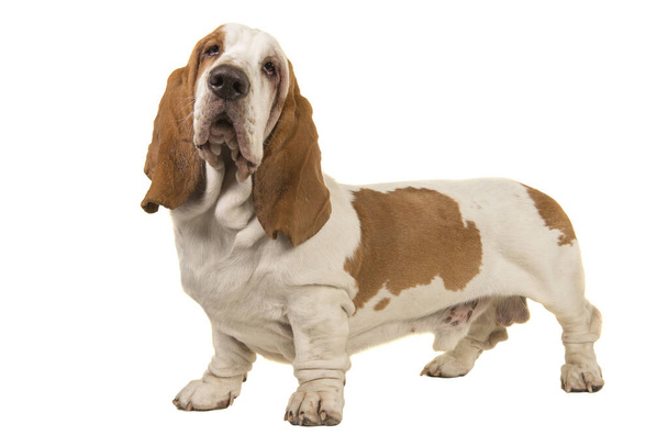 Басетний собака стоїть ізольований на білому фоні - Фото, зображення