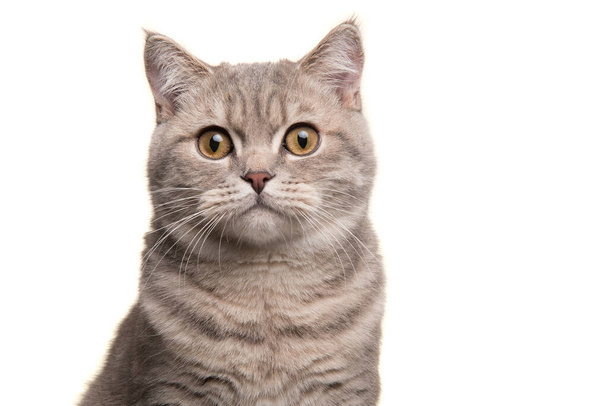 Портрет серебряного тэбби британского короткометражного кота, смотрящего на камеру на белом фоне - Фото, изображение