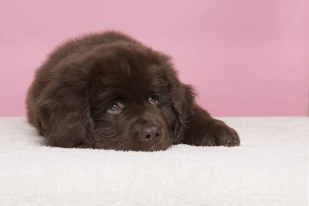Гарненький коричневий пес з Ньюфаундленду лежить на рожевому фоні. - Фото, зображення