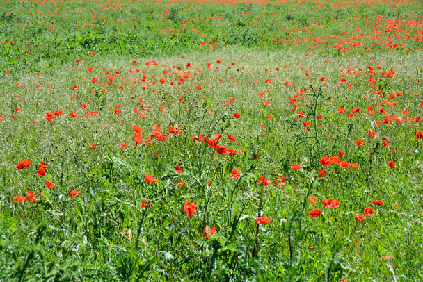 Birçok kırmızı gelincik çiçeği (Papaver rhoeas) yeşil bir çayırda - Fotoğraf, Görsel