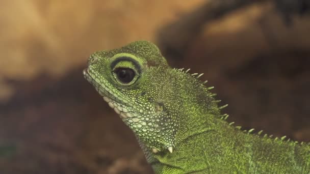 junger grüner Leguan - Filmmaterial, Video