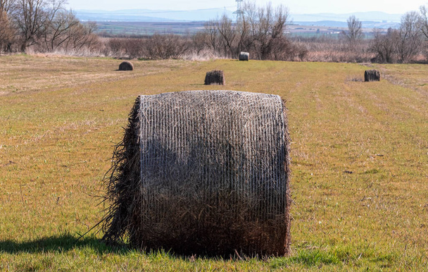Μπάλες Hay σε μια πεδιάδα - Φωτογραφία, εικόνα