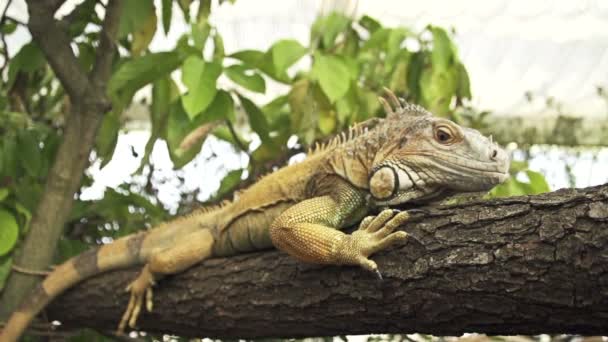 zielona iguana na gałęzi drzewa - Materiał filmowy, wideo
