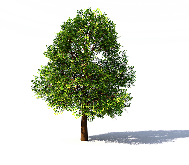 drzewo liściaste świadczonych - Zdjęcie, obraz