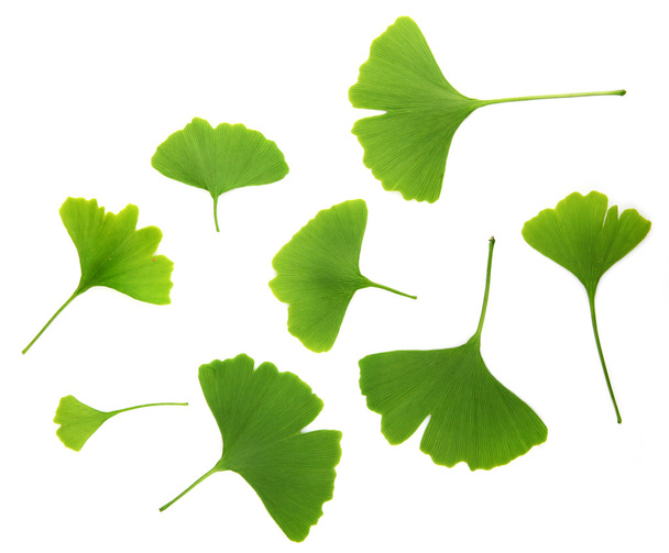 Ginkgo biloba hojas aisladas sobre fondo blanco
 - Foto, imagen