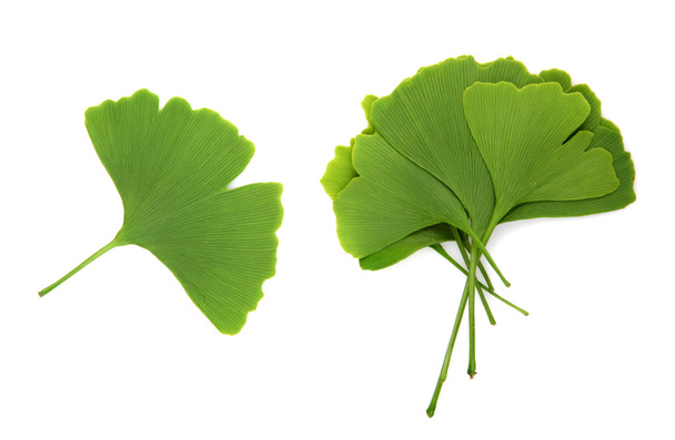 Ginkgo biloba liście izolowane na białym tle - Zdjęcie, obraz