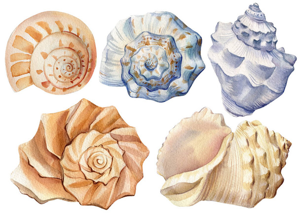Set Seashells em fundo branco isolado, ilustração aquarela - Foto, Imagem