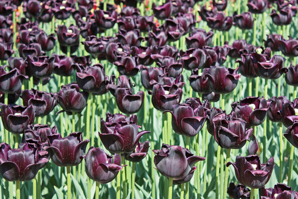 темно фіолетовим tulip
 - Фото, зображення