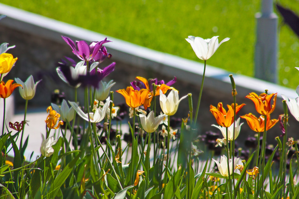 темно фіолетовим tulip
 - Фото, зображення