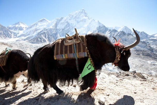 Yak in Himalaya - Foto, immagini
