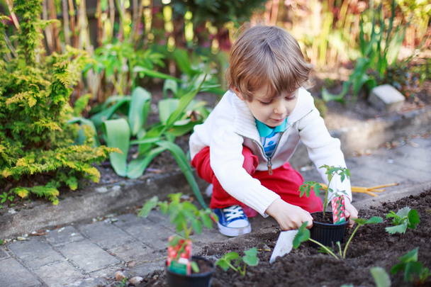 Adorable niño rubio plantando semillas y plántulas de tomates
 - Foto, imagen