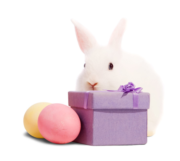 White rabbits with present box - Foto, Imagem