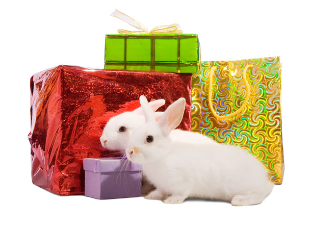 Two white rabbits with gifts. Isolated on white background - Foto, Imagem