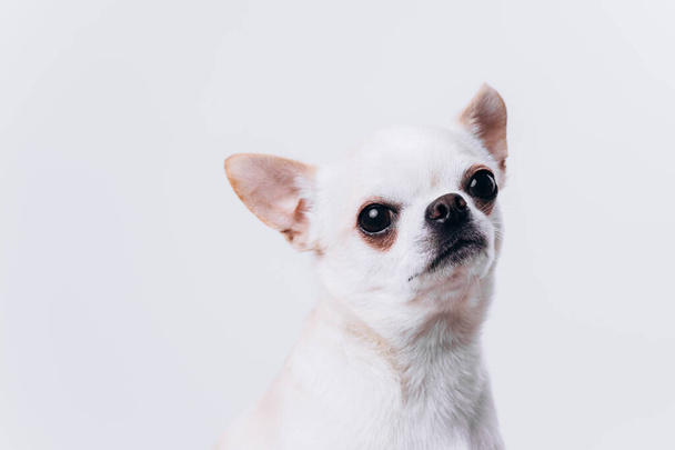 Portrait of chihuahua. A dog is a friend. - Fotó, kép