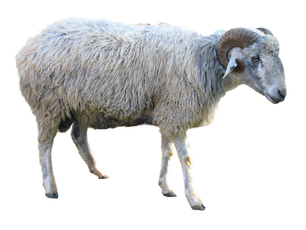 Овцы изолированы над белыми
 - Фото, изображение