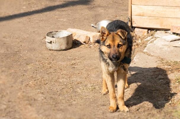 притулок для собак, худа німецька вівчарка на ланцюжку
 - Фото, зображення