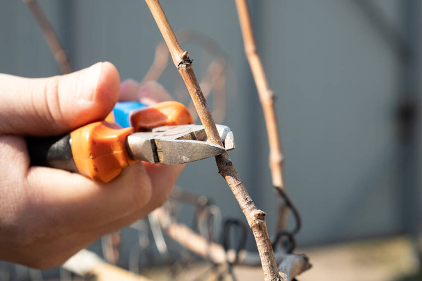 Frühjahrsschnitt der Trauben, Reinigung eines Traubenstrauches von trockenen Zweigen - Foto, Bild
