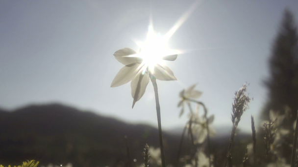 Sonne scheint durch Blütenblätter - Filmmaterial, Video