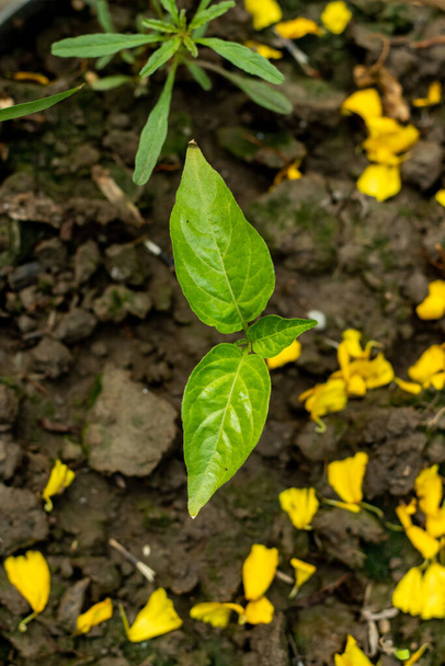 Το φυτό Naga pepper είναι ένα υβριδικό ή μικτό είδος του Μπαγκλαντές στην Ασία και το βορειοανατολικό ινδικό κράτος Assam. Αναπτύσσεται σε Assam, Nagaland, και Manipur Ινδία, και στην περιοχή Sylhet o - Φωτογραφία, εικόνα