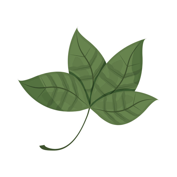 leaves plant natural - Vector, Image