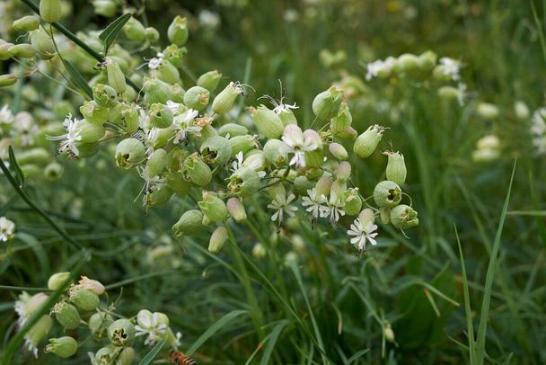 Silene vulgaris green white inflorescence - Photo, Image