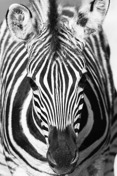 диких тварин Зебра голову біло чорна - Фото, зображення