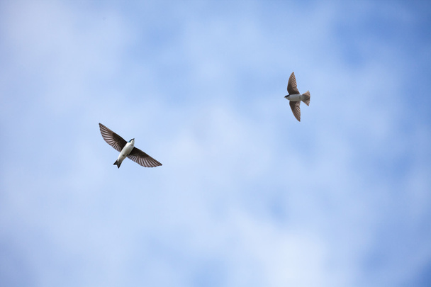 Fliegende Baumschwalbe - Foto, Bild