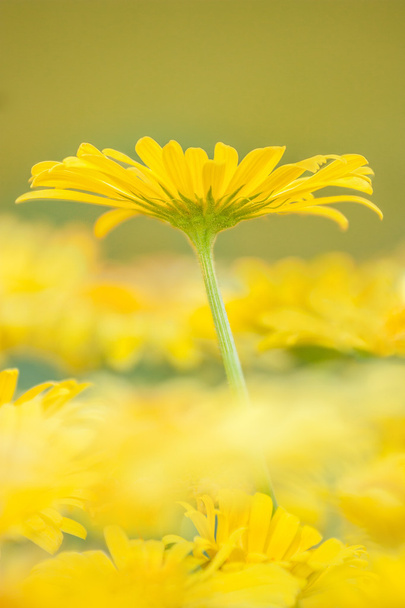 жовтий Весняні квіти
 - Фото, зображення