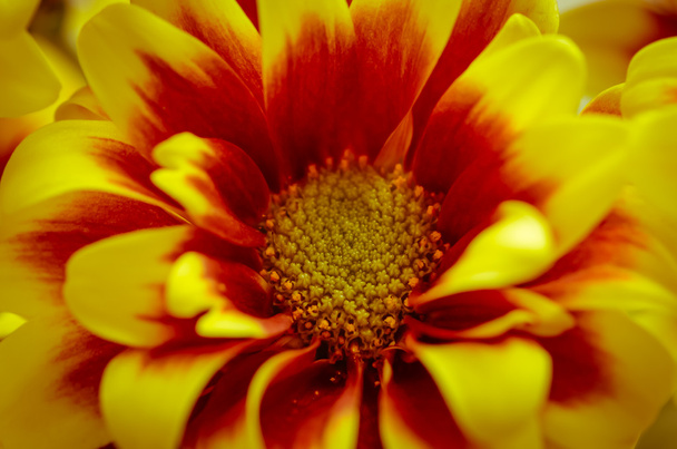 Kwiat Chryzantemy - Zdjęcie, obraz