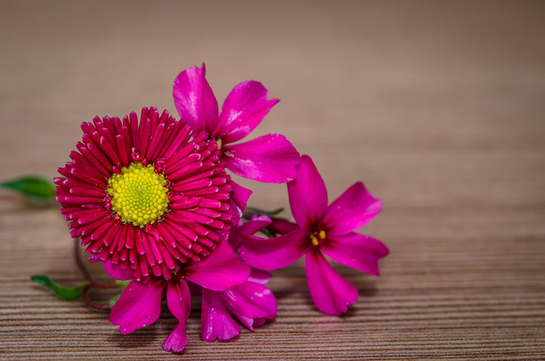 pink daisy - Photo, Image