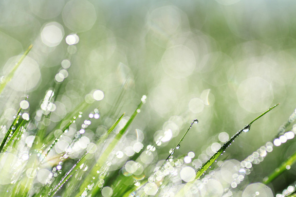 Green grass background with bokeh - Photo, Image