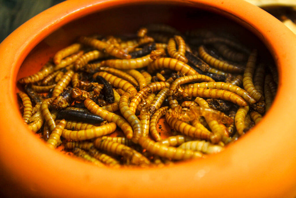 Brown Bowl full of live worms and larvae insects - Photo, Image