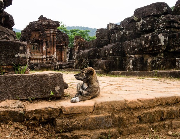 Stray puppy on the ruins of My Son, the historic site of ancient Champa kingdom - Da Nang, Vietnam - Photo, Image