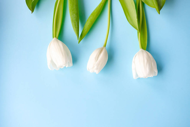 Día de las mujeres. Día de la madre .Tulipanes blancos sobre fondo azul.Spring flores.Fondo florido. - Foto, Imagen