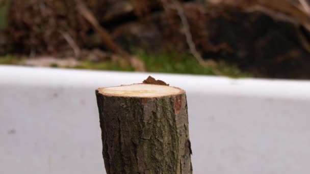 Рубка дров топором - Кадры, видео