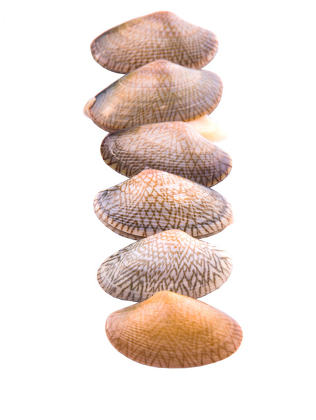 Soft shell kagyló - Fotó, kép