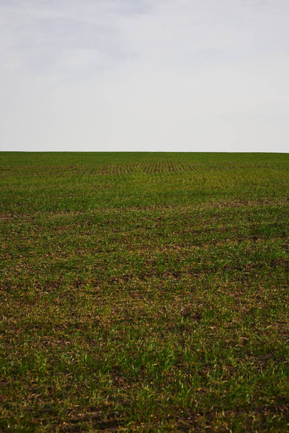 Campo di grano verde all'inizio della primavera. Contesto agricolo. paesaggio rurale - Foto, immagini