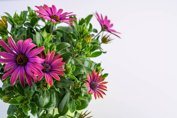 Flowering plant with purple African daisies - Photo, Image