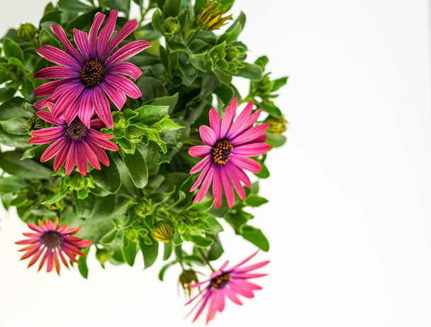 Flowering plant with purple African daisies - Photo, Image