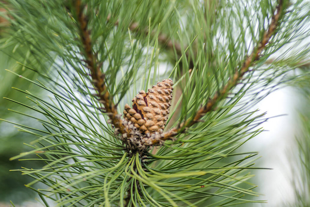 Pine tree branch with cones in spring - Photo, Image