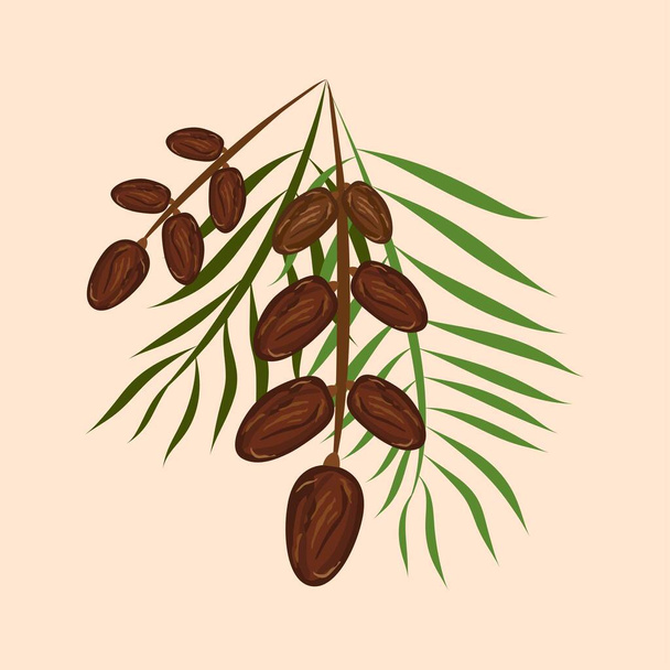 Data palmfruit kurma vector illustratie - Vector, afbeelding