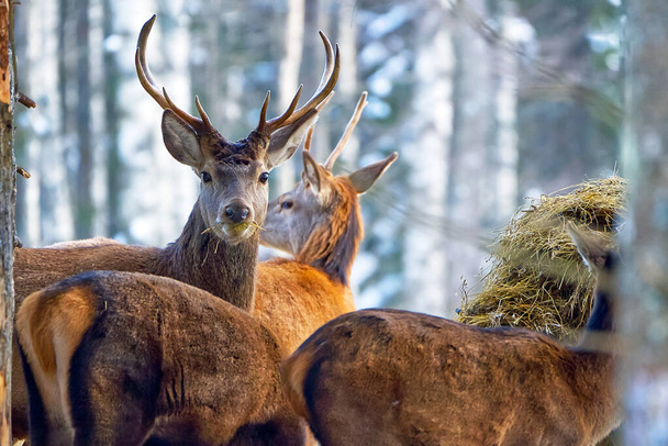 Ciervo rojo en el bosque de invierno mirando a la cámara. fauna, protección de la naturaleza. Cervus elaphus en el frío día de invierno - Foto, imagen