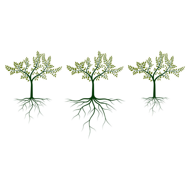 Baum mit Wurzeln Vektordesign Illustration isoliert auf weißem Hintergrund - Vektor, Bild