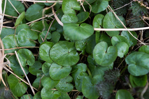 セランディンの春の葉の背景は  - 写真・画像