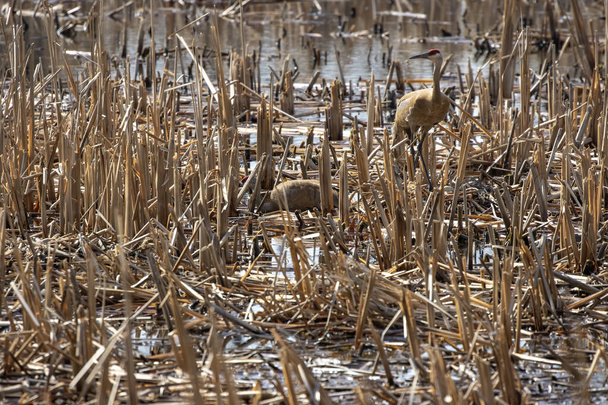 une paire de grues de sable près du nid avec un œuf pondu dans le marais - Photo, image