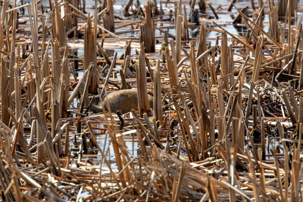 Yuvanın yanında bataklığa yumurtlamış bir çift sanhill turna kuşu. - Fotoğraf, Görsel