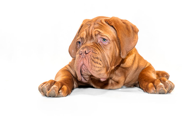French Mastiff puppy. Four months. Portrait on a white background - Photo, Image